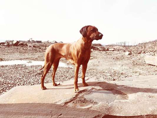 Rhodesian Ridgeback-Beitrag-Bild