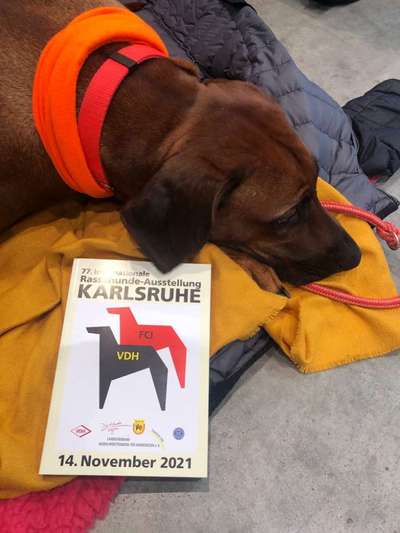 Rhodesian Ridgeback-Beitrag-Bild