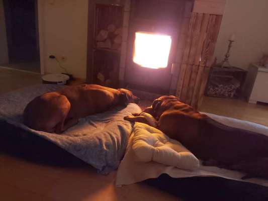 Rhodesian Ridgeback-Beitrag-Bild