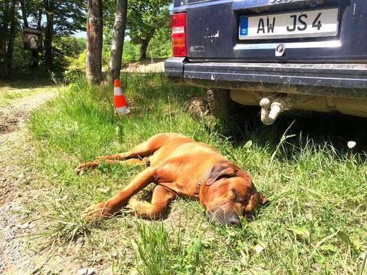 Rhodesian Ridgeback-Beitrag-Bild