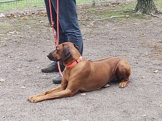 Rhodesian Ridgeback-Beitrag-Bild