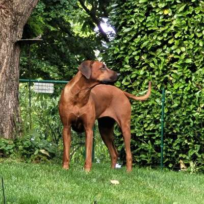 Rhodesian Ridgeback-Beitrag-Bild