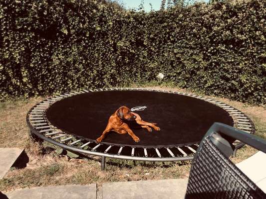 Rhodesian Ridgeback-Beitrag-Bild