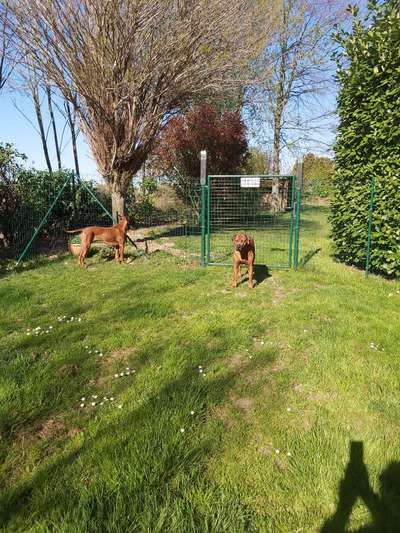 Rhodesian Ridgeback-Beitrag-Bild