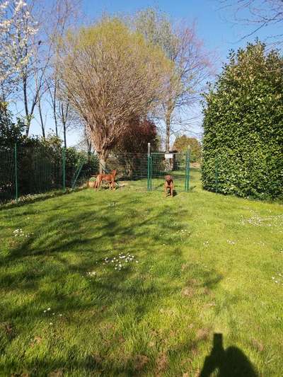 Rhodesian Ridgeback-Beitrag-Bild