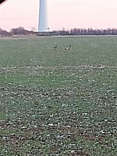 Rhodesian Ridgeback-Beitrag-Bild