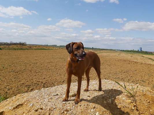 Rhodesian Ridgeback-Beitrag-Bild
