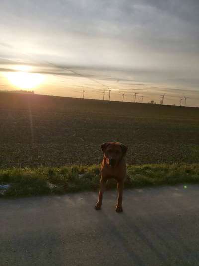 Rhodesian Ridgeback-Beitrag-Bild