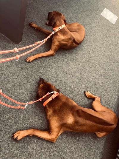 Rhodesian Ridgeback-Beitrag-Bild