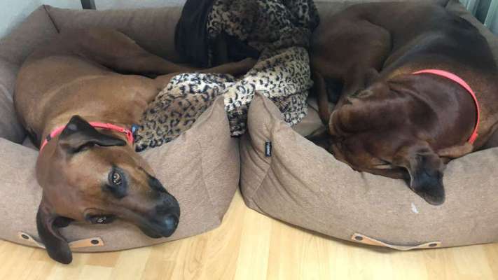 Rhodesian Ridgeback-Beitrag-Bild