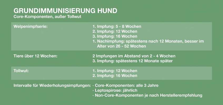 Rhodesian Ridgeback-Beitrag-Bild