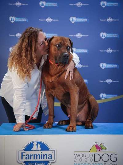 Rhodesian Ridgeback-Beitrag-Bild