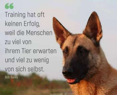 Rhodesian Ridgeback-Beitrag-Bild