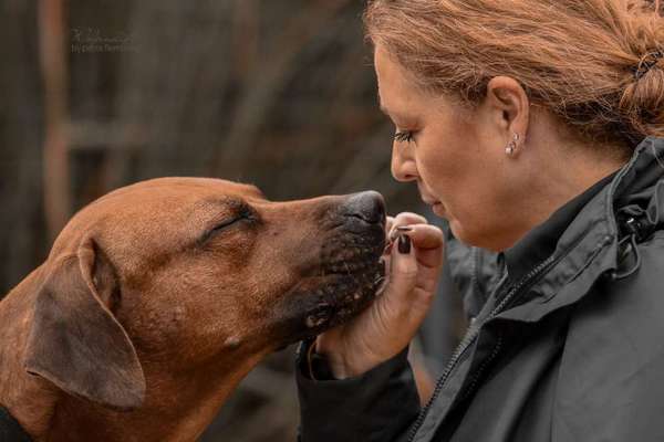 Rhodesian Ridgeback-Beitrag-Bild