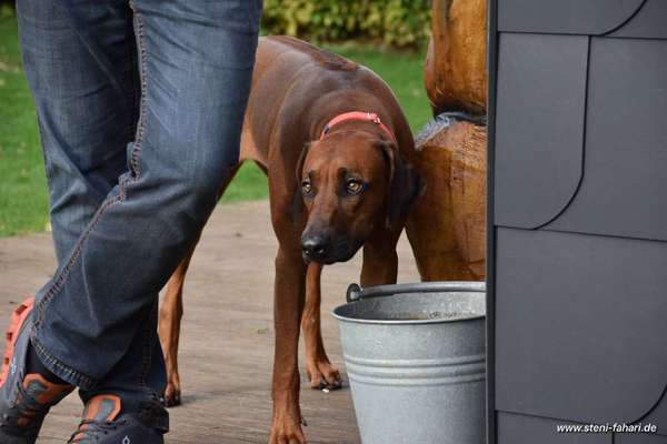 Rhodesian Ridgeback-Beitrag-Bild