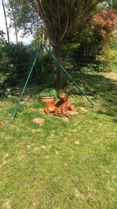 Rhodesian Ridgeback-Beitrag-Bild