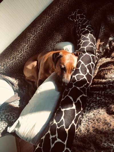 Rhodesian Ridgeback-Beitrag-Bild