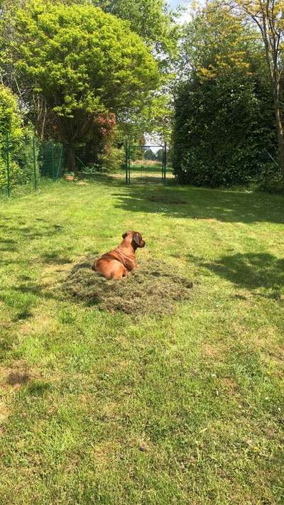 Rhodesian Ridgeback-Beitrag-Bild