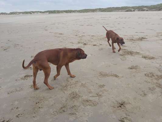 Rhodesian Ridgeback-Beitrag-Bild