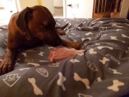 Rhodesian Ridgeback-Beitrag-Bild