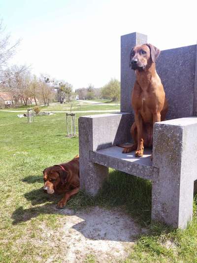 Rhodesian Ridgeback-Beitrag-Bild
