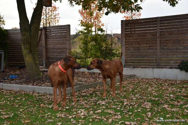 Rhodesian Ridgeback-Beitrag-Bild