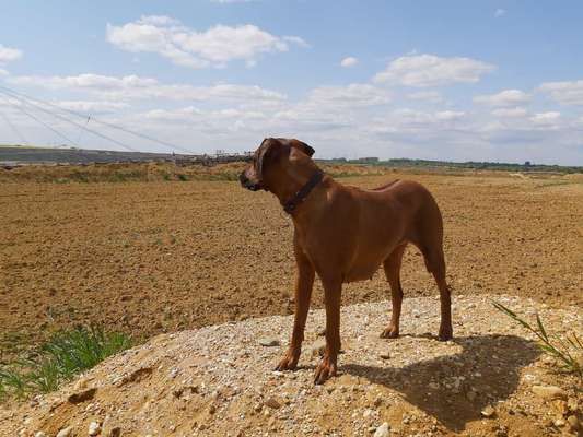 Rhodesian Ridgeback-Beitrag-Bild