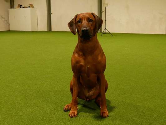 Rhodesian Ridgeback-Beitrag-Bild