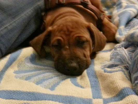 Rhodesian Ridgeback-Beitrag-Bild