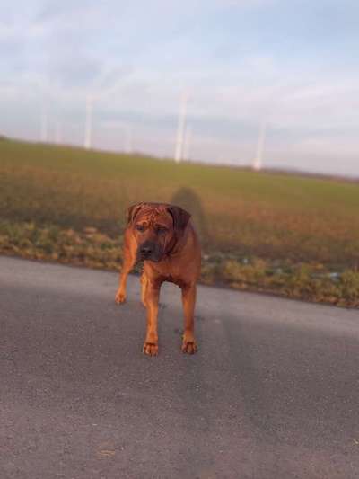 Rhodesian Ridgeback-Beitrag-Bild