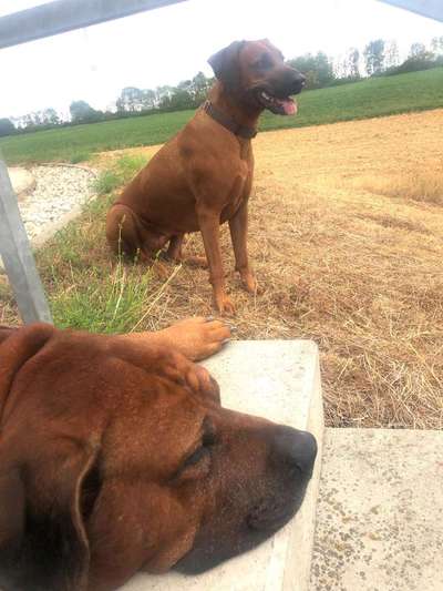 Rhodesian Ridgeback-Beitrag-Bild