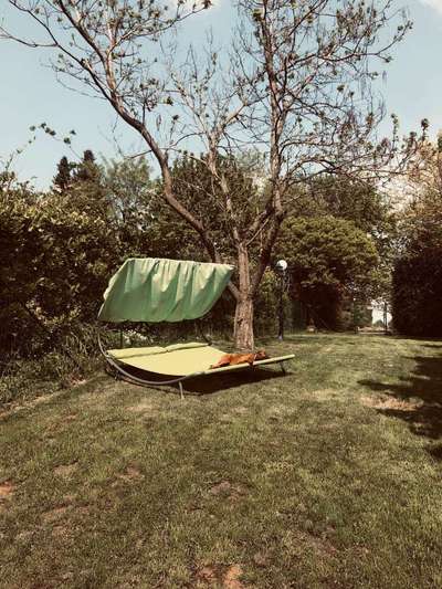 Rhodesian Ridgeback-Beitrag-Bild