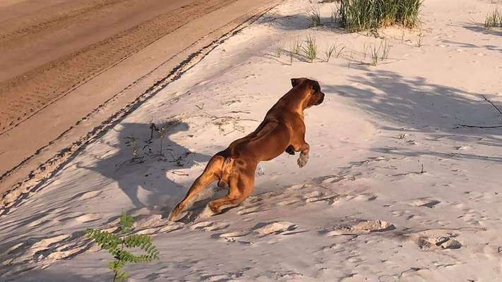 Rhodesian Ridgeback-Beitrag-Bild