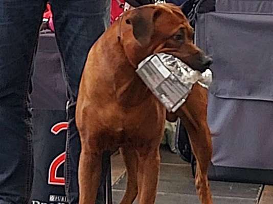 Rhodesian Ridgeback-Beitrag-Bild