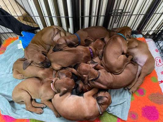 Rhodesian Ridgeback-Beitrag-Bild