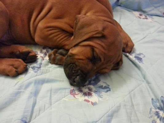 Rhodesian Ridgeback-Beitrag-Bild