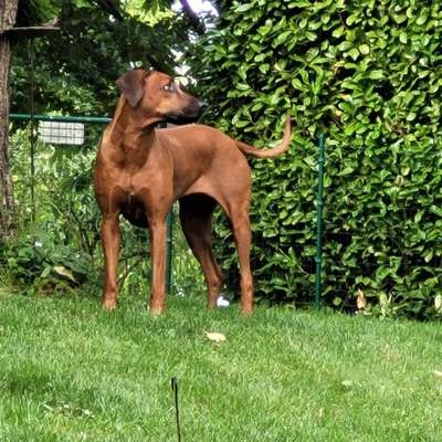 Rhodesian Ridgeback-Beitrag-Bild