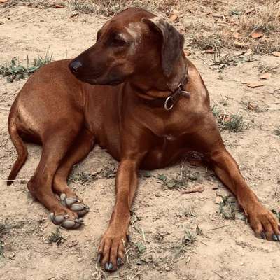 Rhodesian Ridgeback-Beitrag-Bild