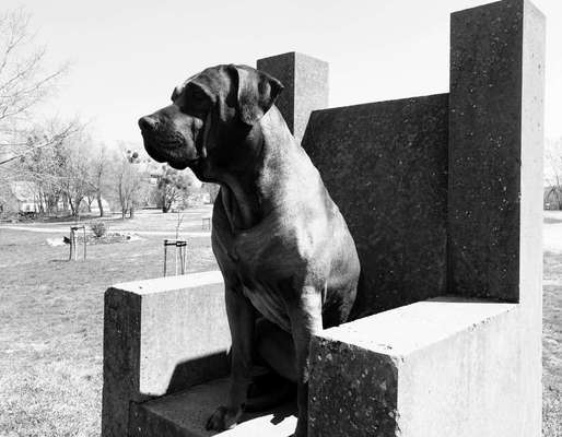 Rhodesian Ridgeback-Beitrag-Bild