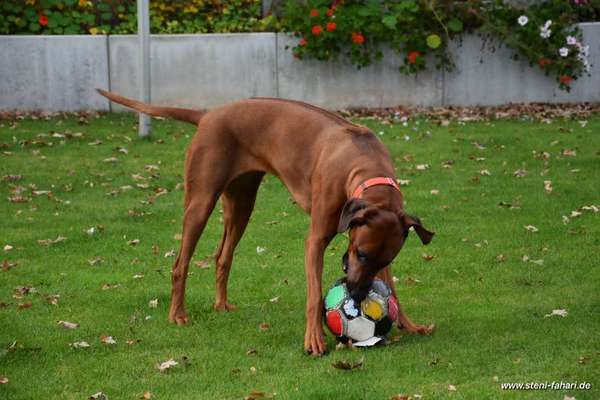 Rhodesian Ridgeback-Beitrag-Bild