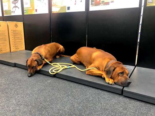 Rhodesian Ridgeback-Beitrag-Bild