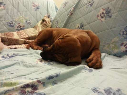 Rhodesian Ridgeback-Beitrag-Bild