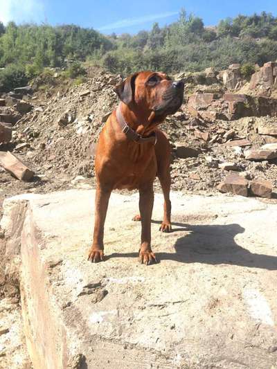 Rhodesian Ridgeback-Beitrag-Bild