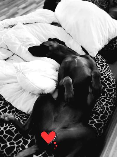 Rhodesian Ridgeback-Beitrag-Bild