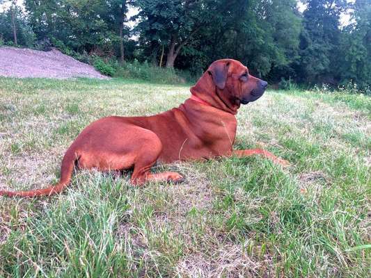 Rhodesian Ridgeback-Beitrag-Bild