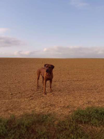 Rhodesian Ridgeback-Beitrag-Bild