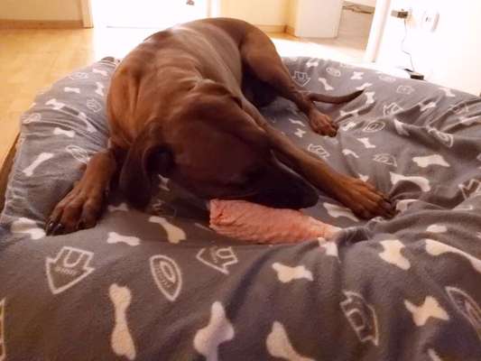 Rhodesian Ridgeback-Beitrag-Bild