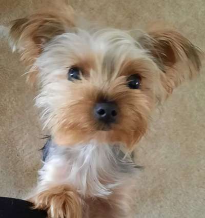 Yorkshire Terrier-Beitrag-Bild