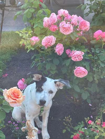 Die Dogorama Kalender Challenge 4/4-Beitrag-Bild