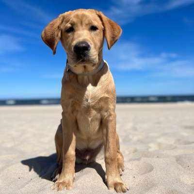 Hundetreffen-Ares sucht Spielkameraden-Bild